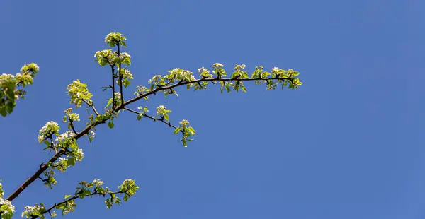 Blühender Baum Apfel Pflaume Kirsche Birne Frühling Frühlingshintergrund Mit Weißen — Stockfoto