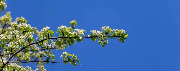 Árbol Floreciente Manzana Ciruela Cereza Pera Primavera Fondo Primaveral Con — Foto de Stock