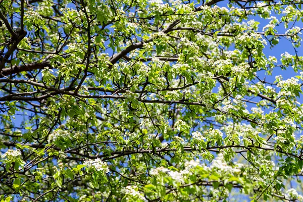 Árbol Floreciente Manzana Ciruela Cereza Pera Primavera Fondo Primaveral Con — Foto de Stock