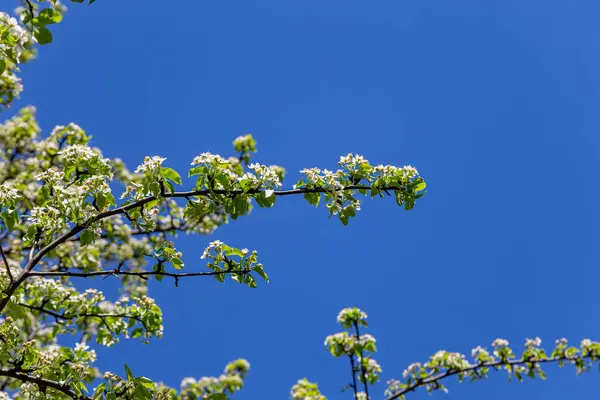 Árbol Floreciente Manzana Ciruela Cereza Pera Primavera Fondo Primaveral Con — Foto de Stock