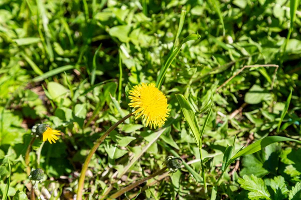 Fotografia Macro Uma Planta Dente Leão Dandelion Uma Planta Com — Fotografia de Stock