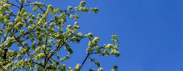Kwitnące Drzewo Jabłko Śliwka Wiśnia Gruszka Wiosnę Wiosenne Tło Białymi — Zdjęcie stockowe