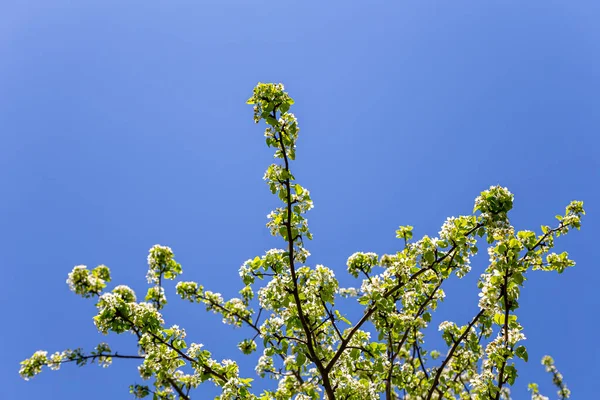 Bahar zamanı çiçek açan ağaç (elma, erik, kiraz, armut) (beyaz çiçekli bahar arkaplanı). Güneşli bir gün  