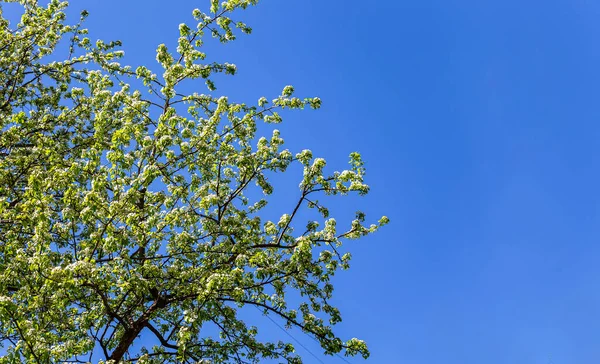 Arbre Fleurs Pomme Prune Cerise Poire Printemps Fond Printanier Avec — Photo