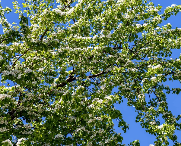 Blühender Baum Apfel Pflaume Kirsche Birne Frühling Frühlingshintergrund Mit Weißen — Stockfoto