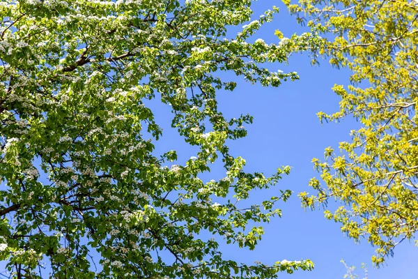 Bahar zamanı çiçek açan ağaç (elma, erik, kiraz, armut) (beyaz çiçekli bahar arkaplanı). Güneşli bir gün 