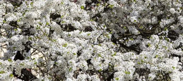 Bahar zamanı çiçek açan ağaç (elma, erik, kiraz, armut) (beyaz çiçekli bahar arkaplanı). Güneşli bir gün 