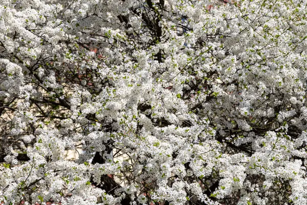 Bahar zamanı çiçek açan ağaç (elma, erik, kiraz, armut) (beyaz çiçekli bahar arkaplanı). Güneşli bir gün 
