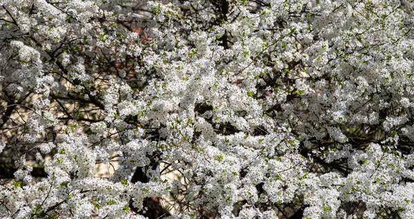 Bahar zamanı çiçek açan ağaç (elma, erik, kiraz, armut) (beyaz çiçekli bahar arkaplanı). Güneşli bir gün 