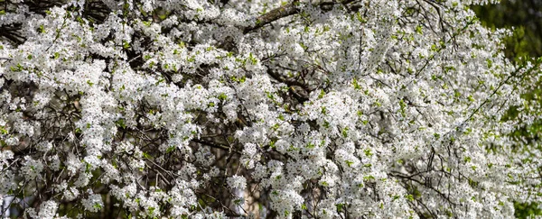 Bahar zamanı çiçek açan ağaç (elma, erik, kiraz, armut) (beyaz çiçekli bahar arkaplanı). Güneşli bir gün 
