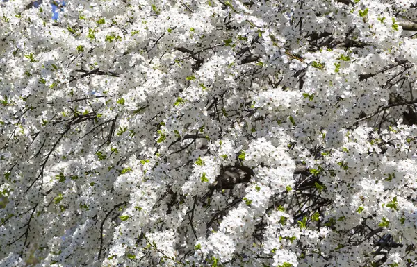 Bahar zamanı çiçek açan ağaç (elma, erik, kiraz, armut) (beyaz çiçekli bahar arkaplanı). Güneşli bir gün 