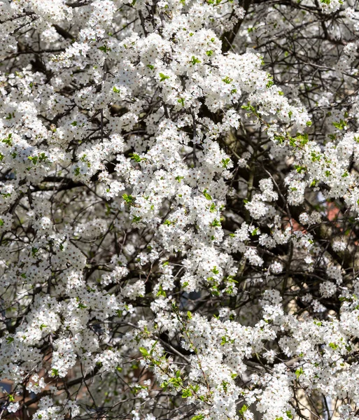 Bahar zamanı çiçek açan ağaç (elma, erik, kiraz, armut) (beyaz çiçekli bahar arkaplanı). Güneşli bir gün 