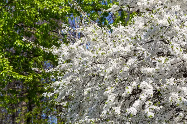 Blühender Baum Apfel Pflaume Kirsche Birne Frühling Frühlingshintergrund Mit Weißen — Stockfoto