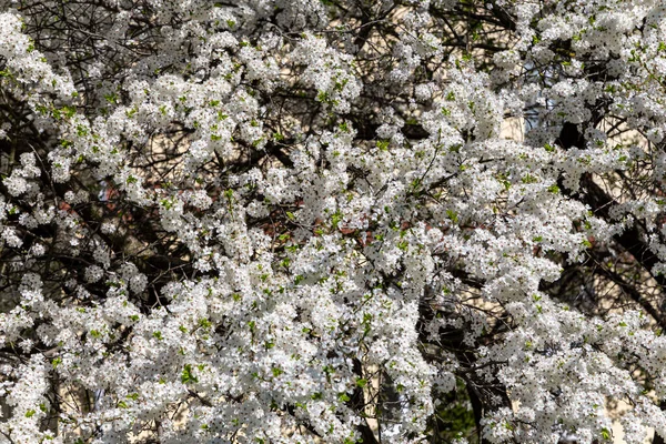 Bahar zamanı çiçek açan ağaç (elma, erik, kiraz, armut) (beyaz çiçekli bahar arkaplanı). Güneşli bir gün 