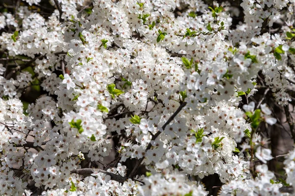 Bahar zamanı çiçek açan ağaç (elma, erik, kiraz, armut) (beyaz çiçekli bahar arkaplanı). Güneşli bir gün 