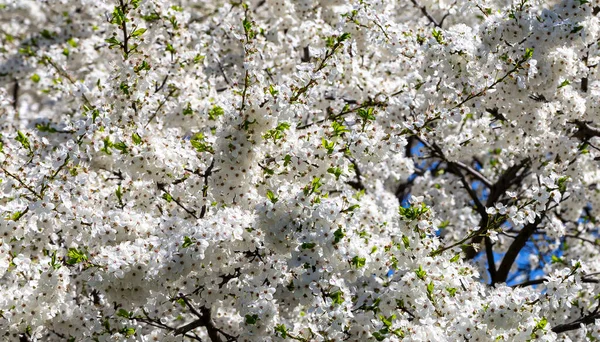 Árvore Florescente Maçã Ameixa Cereja Pêra Primavera Fundo Primavera Com — Fotografia de Stock