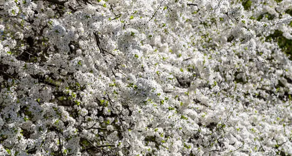 Blühender Baum Apfel Pflaume Kirsche Birne Frühling Frühlingshintergrund Mit Weißen — Stockfoto