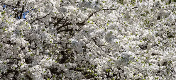 Blühender Baum Apfel Pflaume Kirsche Birne Frühling Frühlingshintergrund Mit Weißen — Stockfoto