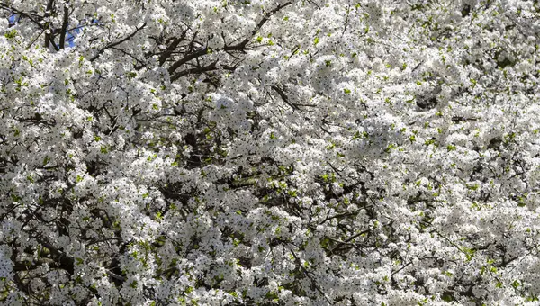Bahar zamanı çiçek açan ağaç (elma, erik, kiraz, armut) (beyaz çiçekli bahar arkaplanı). Güneşli bir gün 