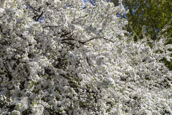 Bahar zamanı çiçek açan ağaç (elma, erik, kiraz, armut) (beyaz çiçekli bahar arkaplanı). Güneşli bir gün 