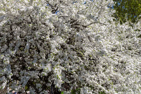 Bahar zamanı çiçek açan ağaç (elma, erik, kiraz, armut) (beyaz çiçekli bahar arkaplanı). Güneşli bir gün 