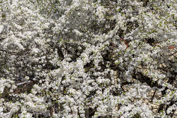 Blühender Baum Apfel Pflaume Kirsche Birne Frühling Frühlingshintergrund Mit Weißen — Stockfoto