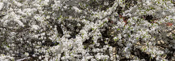 Blühender Baum Apfel Pflaume Kirsche Birne Frühling Frühlingshintergrund Mit Weißen — Stockfoto