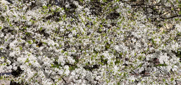 Bahar zamanı çiçek açan ağaç (elma, erik, kiraz, armut) (beyaz çiçekli bahar arkaplanı). Güneşli bir gün  