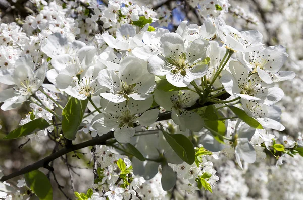Büyük beyaz çiçekli çiçek açan elma ağacı dalı, elma ağacı çiçekli güzel doğal arka plan.   