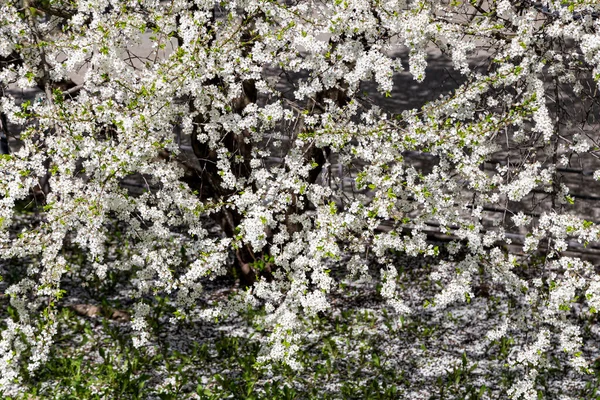 Bahar zamanı çiçek açan ağaç (elma, erik, kiraz, armut) (beyaz çiçekli bahar arkaplanı). Güneşli bir gün  