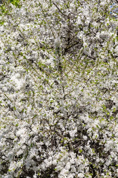 Bahar zamanı çiçek açan ağaç (elma, erik, kiraz, armut) (beyaz çiçekli bahar arkaplanı). Güneşli bir gün  