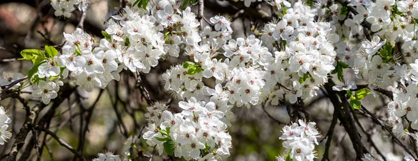 Blühender Baum Apfel Pflaume Kirsche Birne Frühling Frühlingshintergrund Mit Weißen — Stockfoto