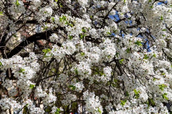 Blühender Baum Apfel Pflaume Kirsche Birne Frühling Frühlingshintergrund Mit Weißen — Stockfoto