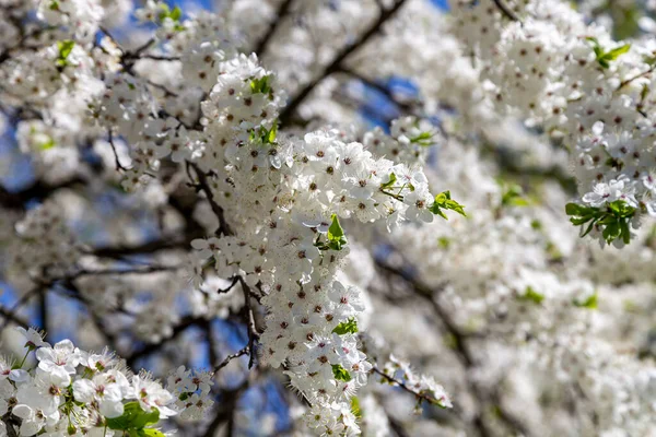 Bahar zamanı çiçek açan ağaç (elma, erik, kiraz, armut) (beyaz çiçekli bahar arkaplanı). Güneşli bir gün  