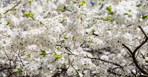 Blühender Baum Apfel Pflaume Kirsche Birne Frühling Frühlingshintergrund Mit Weißen — Stockfoto