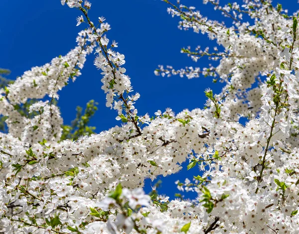 Bahar zamanı çiçek açan ağaç (elma, erik, kiraz, armut) (beyaz çiçekli bahar arkaplanı). Güneşli bir gün  