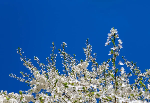 Bloeiende Boom Appel Pruim Kers Peer Het Voorjaar Lente Achtergrond — Stockfoto