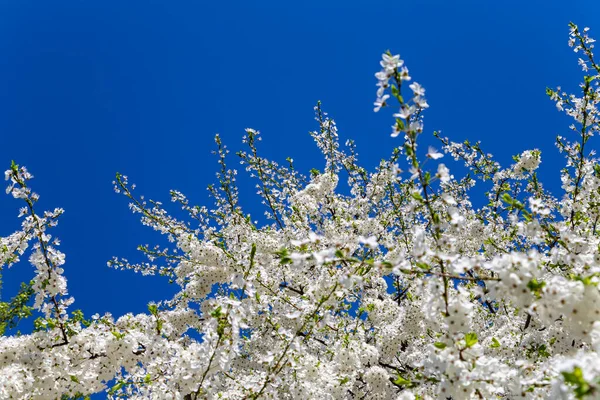 Blommande Träd Äpple Plommon Körsbär Päron Våren Vår Bakgrund Med — Stockfoto