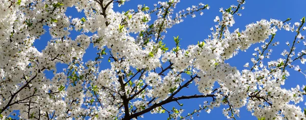 Bahar zamanı çiçek açan ağaç (elma, erik, kiraz, armut) (beyaz çiçekli bahar arkaplanı). Güneşli bir gün  