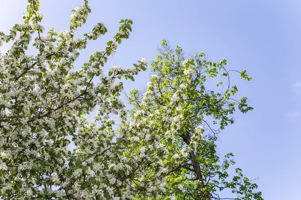 Arbre Fleurs Pomme Prune Cerise Poire Printemps Fond Printanier Avec — Photo