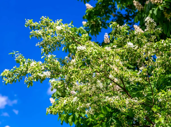 Árbol Floreciente Manzana Ciruela Cereza Pera Primavera Fondo Primaveral Con — Foto de Stock