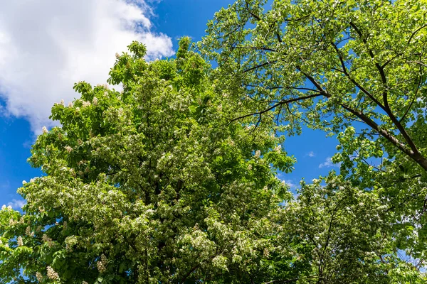 Kestanenin yaprakları ve çiçekleri (Aesculus hippocastanum). Çiçek açan kestane ağacı. Kestane çiçekleri    