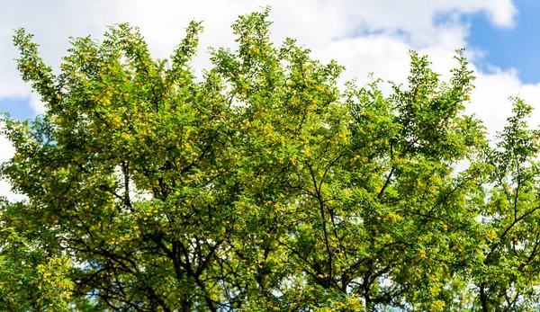 Akasya 'nın sarı çiçekleri güneşli bahar gününde
