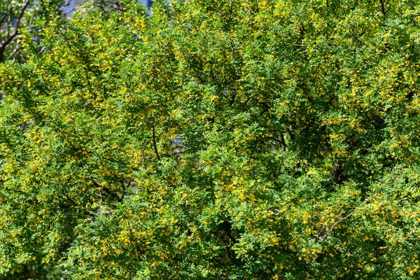 Žluté Květy Akátového Stromu Slunečném Jarním Dni — Stock fotografie