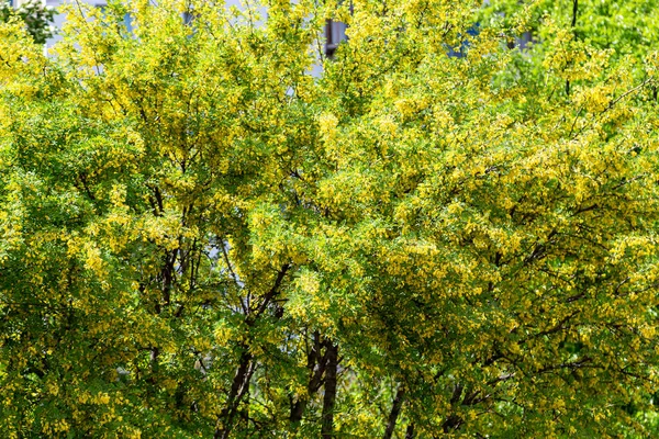 晴れた春の日にアカシアの木の黄色の花 — ストック写真