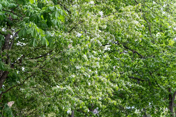 Blommande Träd Äpple Plommon Körsbär Päron Våren Vår Bakgrund Med — Stockfoto
