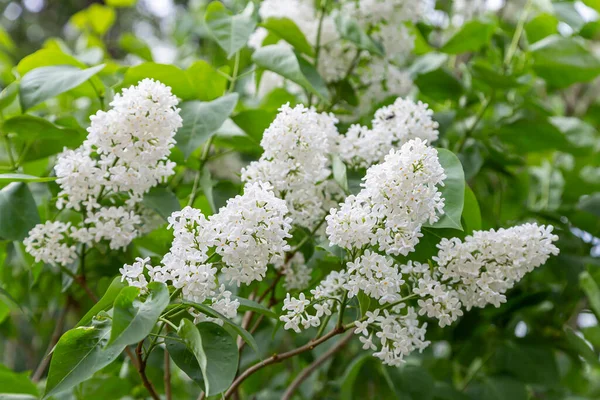 Lila Bloemen Lente Achtergrond Met Lila Bloemen Bloeien Zonnige Tuin — Stockfoto