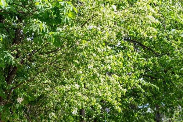 Bahar zamanı çiçek açan ağaç (elma, erik, kiraz, armut) (beyaz çiçekli bahar arkaplanı). Güneşli bir gün  