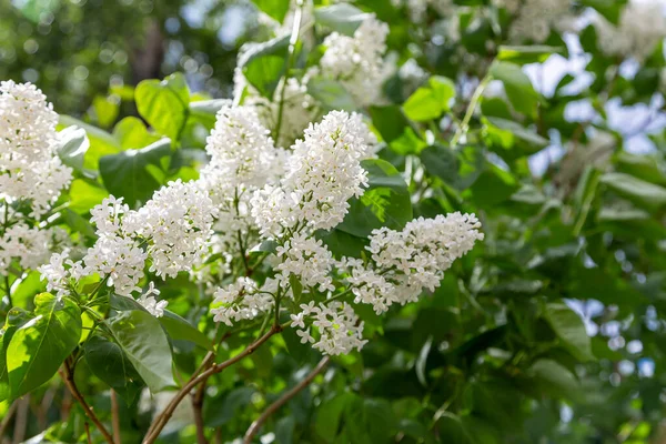 Fleurs Lilas Fond Printanier Avec Fleurs Lilas Fleurissant Dans Jardin — Photo