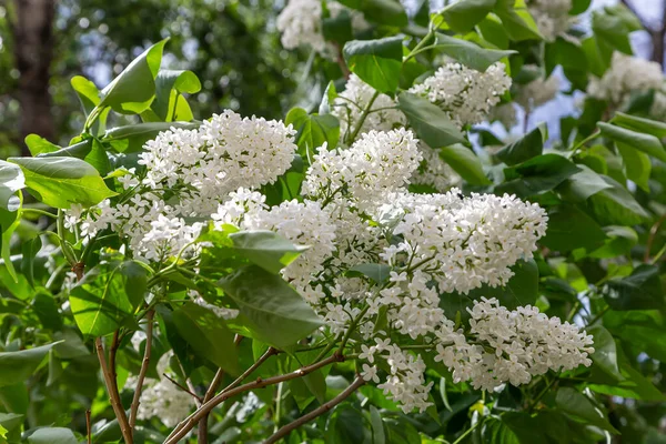 Leylak çiçekleri, bahar arkaplanı güneşli bahçede açan leylak çiçekleri, bahar gününde çiçek açan leylak çiçekleri. Çiçek manzarası     